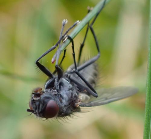 Réf. 204 755 : Helina evecta